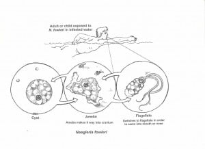 brain-eating-amoeba-naegleria