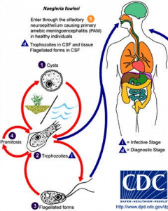 brain-eating-amoeba-naegleria