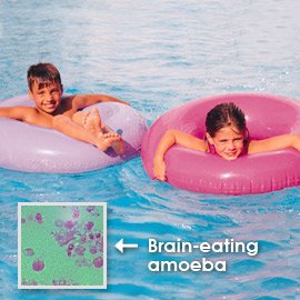 brain_eating_amoeba-thumb-270x270